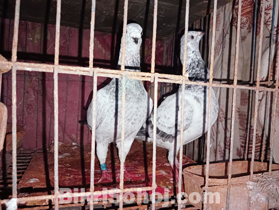 কবুতর